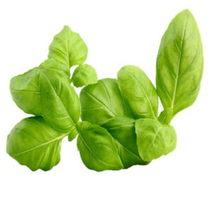 Basil