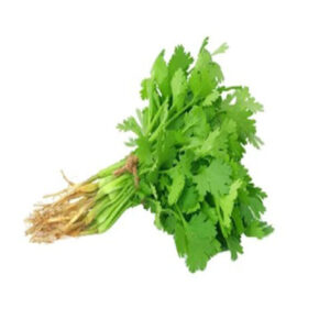 Cilantro