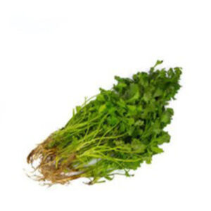 Coriander