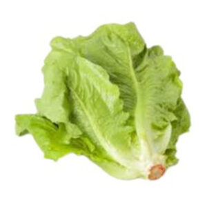 Lettuce (Romaine)