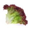 Lollo Rosso Red