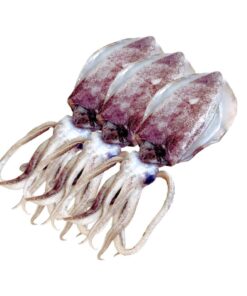 Squid (Lumot) - CGT