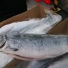Salmon Whole (Frozen) Imported