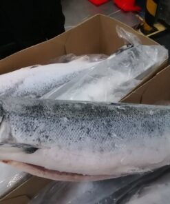 Salmon Whole (Frozen) Imported